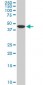 ADPGK Antibody (monoclonal) (M01)